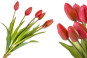 náhled Kytica červených tulipánov GD DESIGN