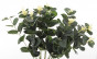 náhled Umelá rastlina Eucalyptus GD DESIGN