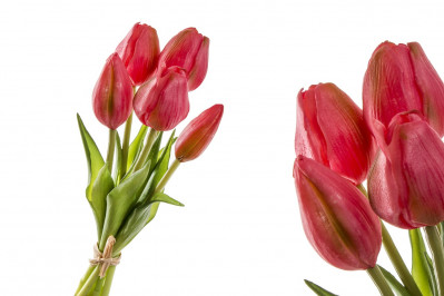Kytička umelých tulipánov malá