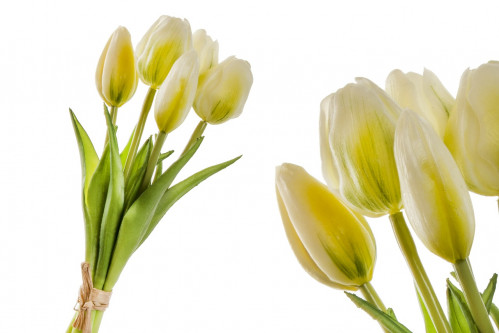 Kytička tulipánov