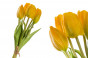 náhled Kytička žltých tulipánov GD DESIGN