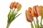 náhled Tulipány kytička GD DESIGN