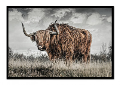 Obraz škótsky býk