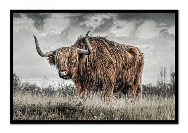 detail Obraz škótsky býk GD DESIGN
