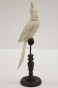 náhled Bílý papoušek na stojanu GD DESIGN