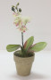 náhled Orchidea v květináči krém GD DESIGN